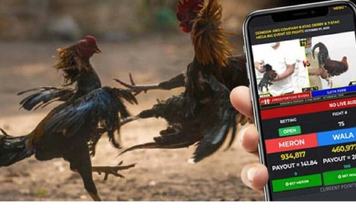 Sabong Betting in the Philippines – Tradition Meets Thrill at 977JILI PH